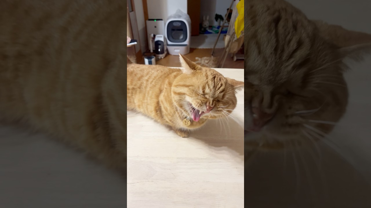 なんじゃこりゃあ！ #猫 #マンチカン #shorts