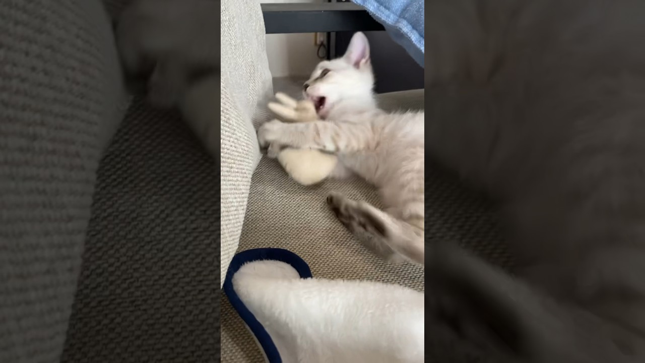 めちゃ噛んでます　#元保護猫　#シャムトラ　#シャムミックス　#cat #猫耳 #kitten #シャムmix  #子猫 #猫耳