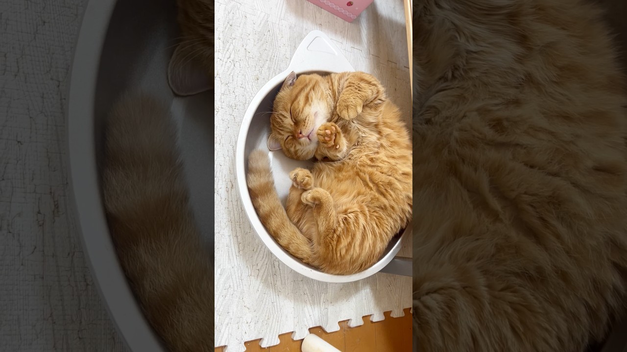 それがぼくだよ！ #猫 #マンチカン #shorts