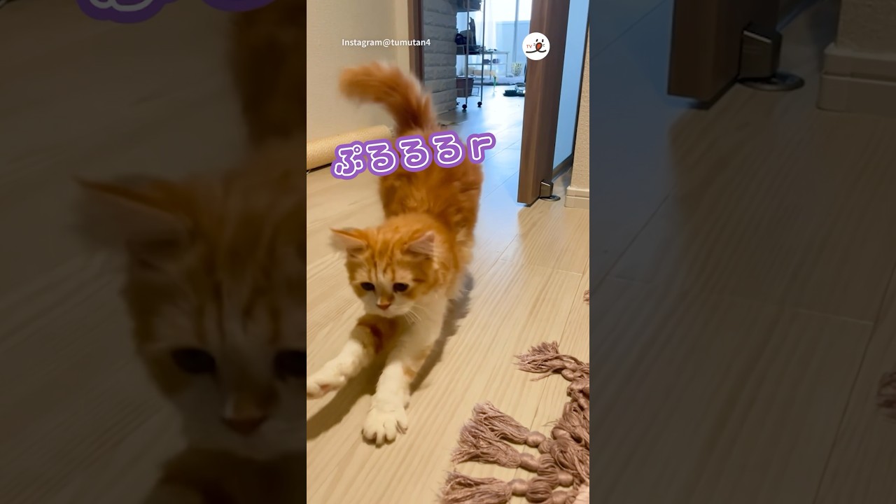 「おそいー」と言いながらも帰りを待ってたニャンコ🥰｜PECO #マンチカン #猫 #愛猫家  #猫のいる暮らし #munchkin #cat #catlover #catlife