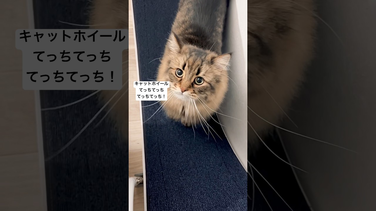 キャットホイールてちてち運動　#猫 #サイベリアン #キャットホイール