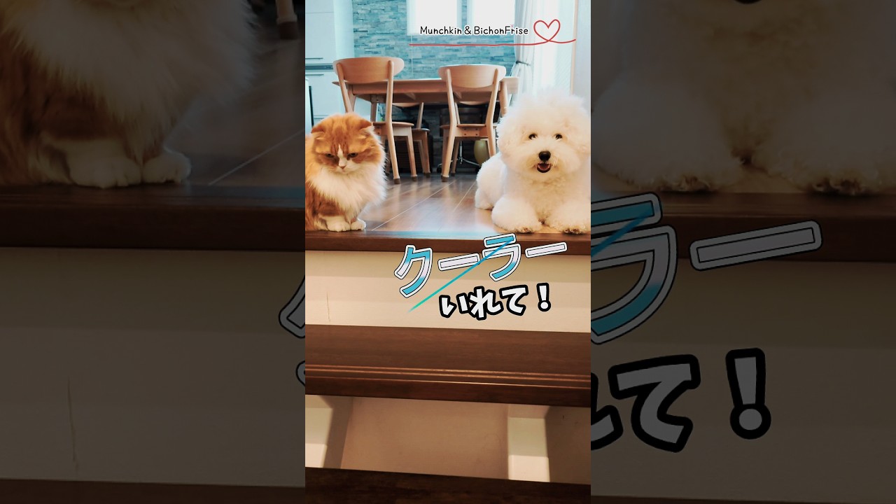 【マンチカン＆ビションフリーゼ】もじゃもじゃには暑くてたまんない季節 【犬と猫、両方飼ってると毎日かわいい♥】