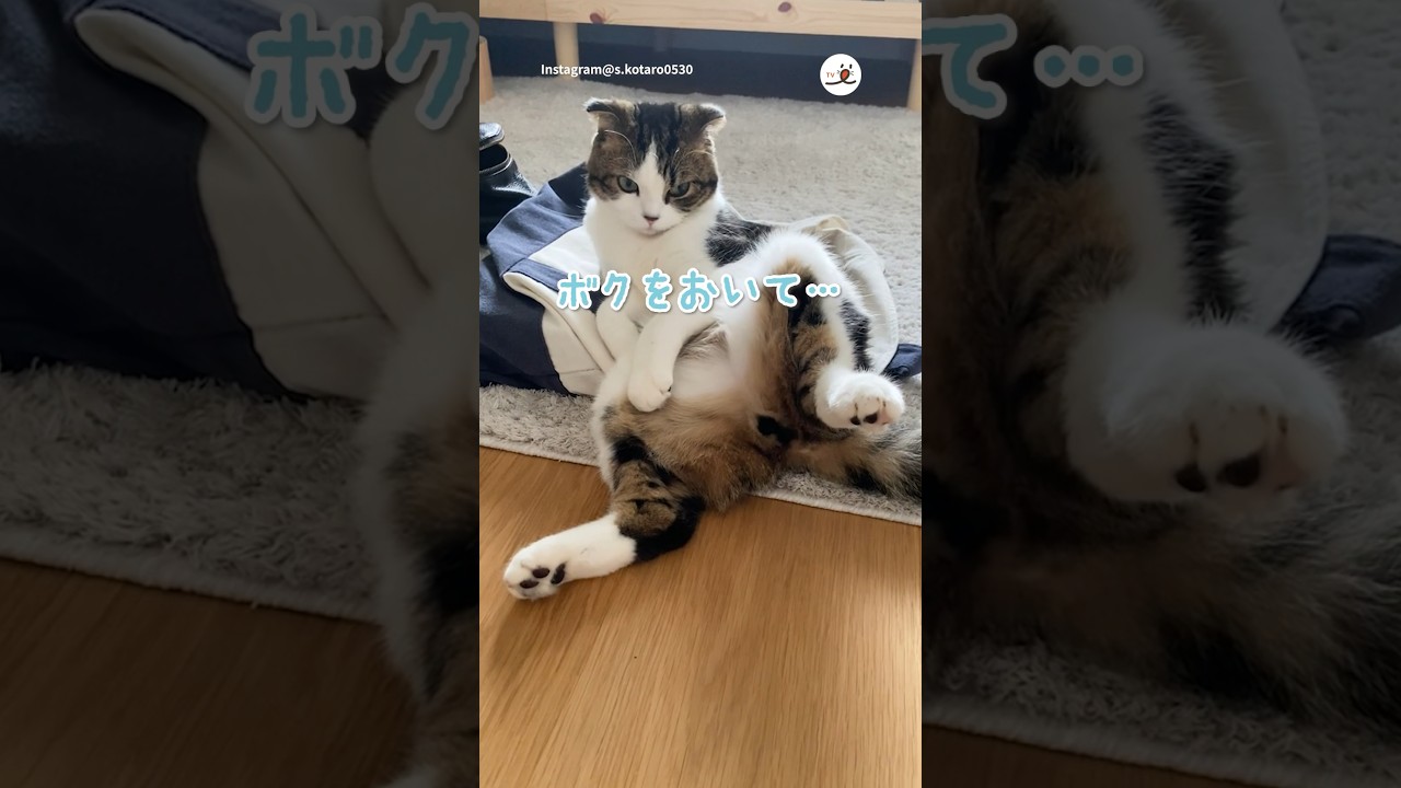 行かせないニャ❣️｜PECO #スコティッシュフォールド #猫 #愛猫家 #猫のいる暮らし  #scottishfold #cat #catlover #catlife