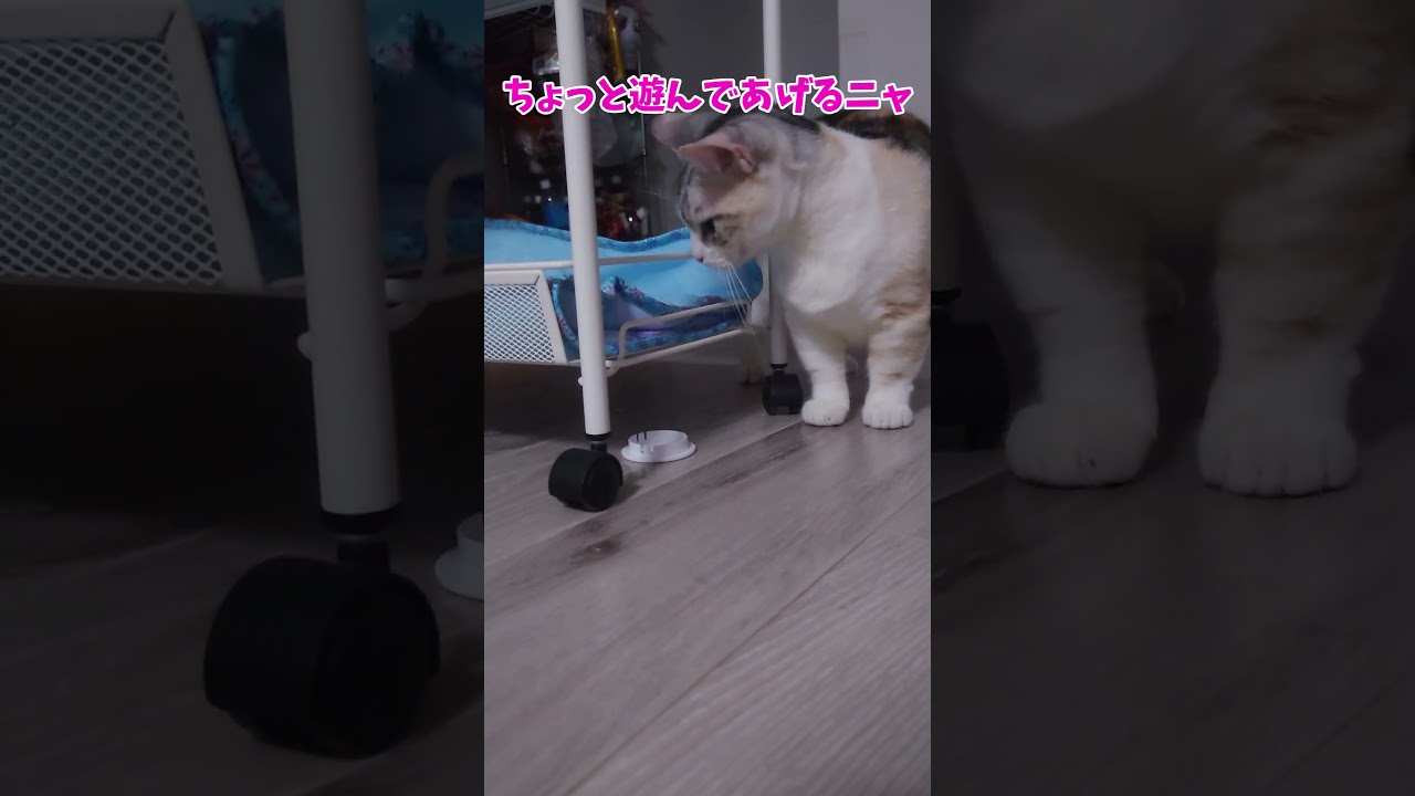 遊びたいけど足がくすぐったいのニャ #shorts #cat #猫のいる暮らし #猫動画