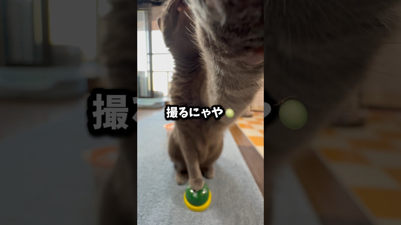 【ロシアンブルー】めろんカメラ拒否ですね🫢【猫】#shorts