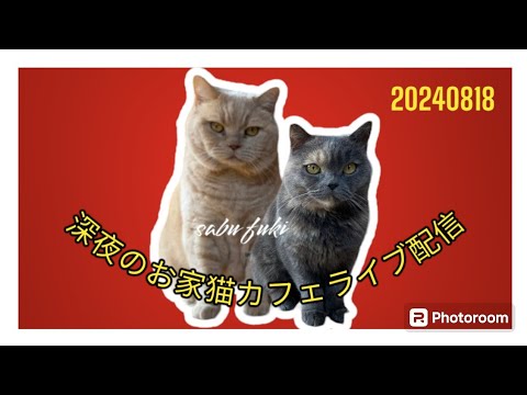 深夜のお家猫カフェライブ配信　１５１