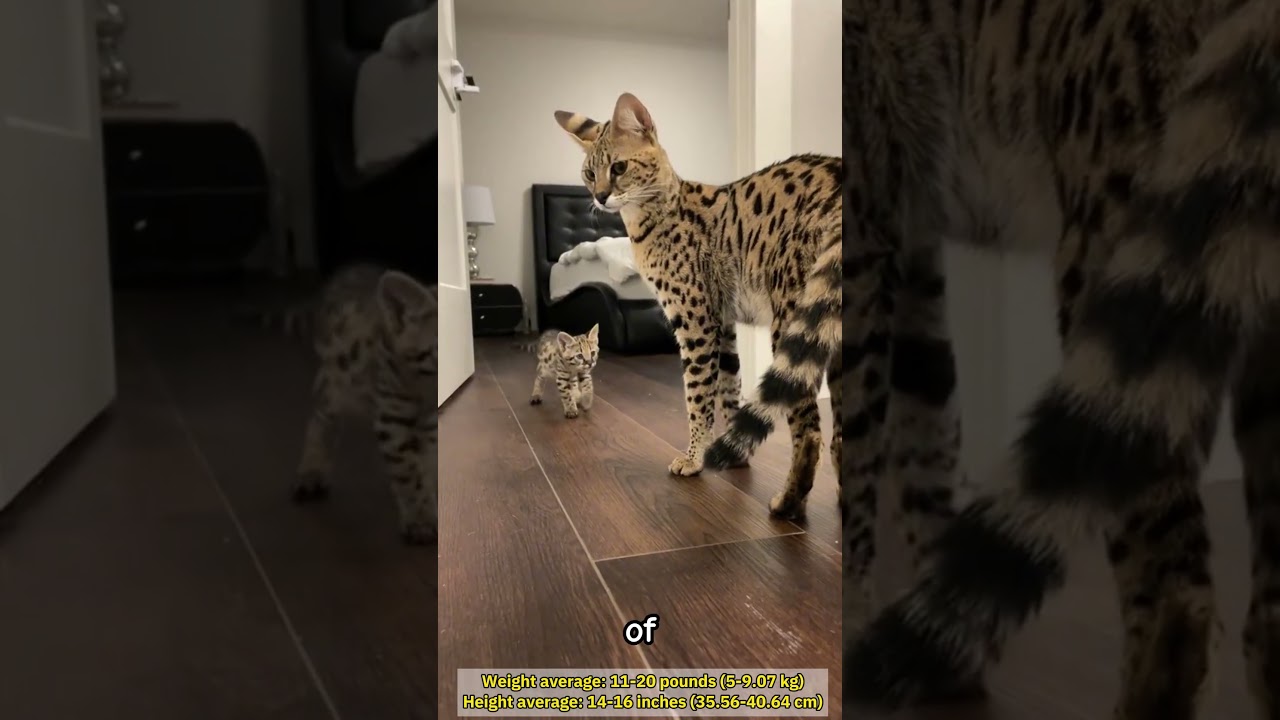 Top 4 Largest Cats🐈 #catlover #cats #pets #cat #largest #mainecoon #petlover #top4 #savannah #cute