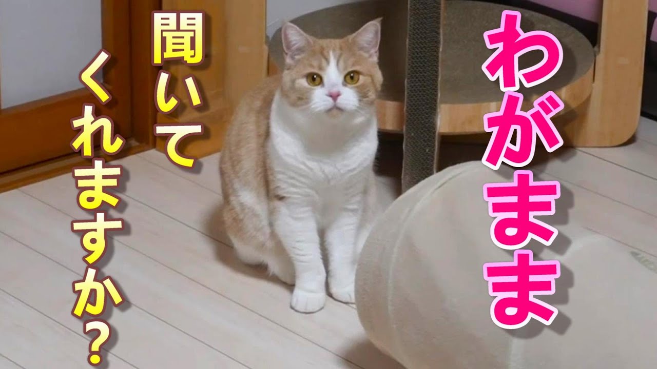 きにゃこがわがままをいった日【スコティッシュフォールド】【アビシニアン】
