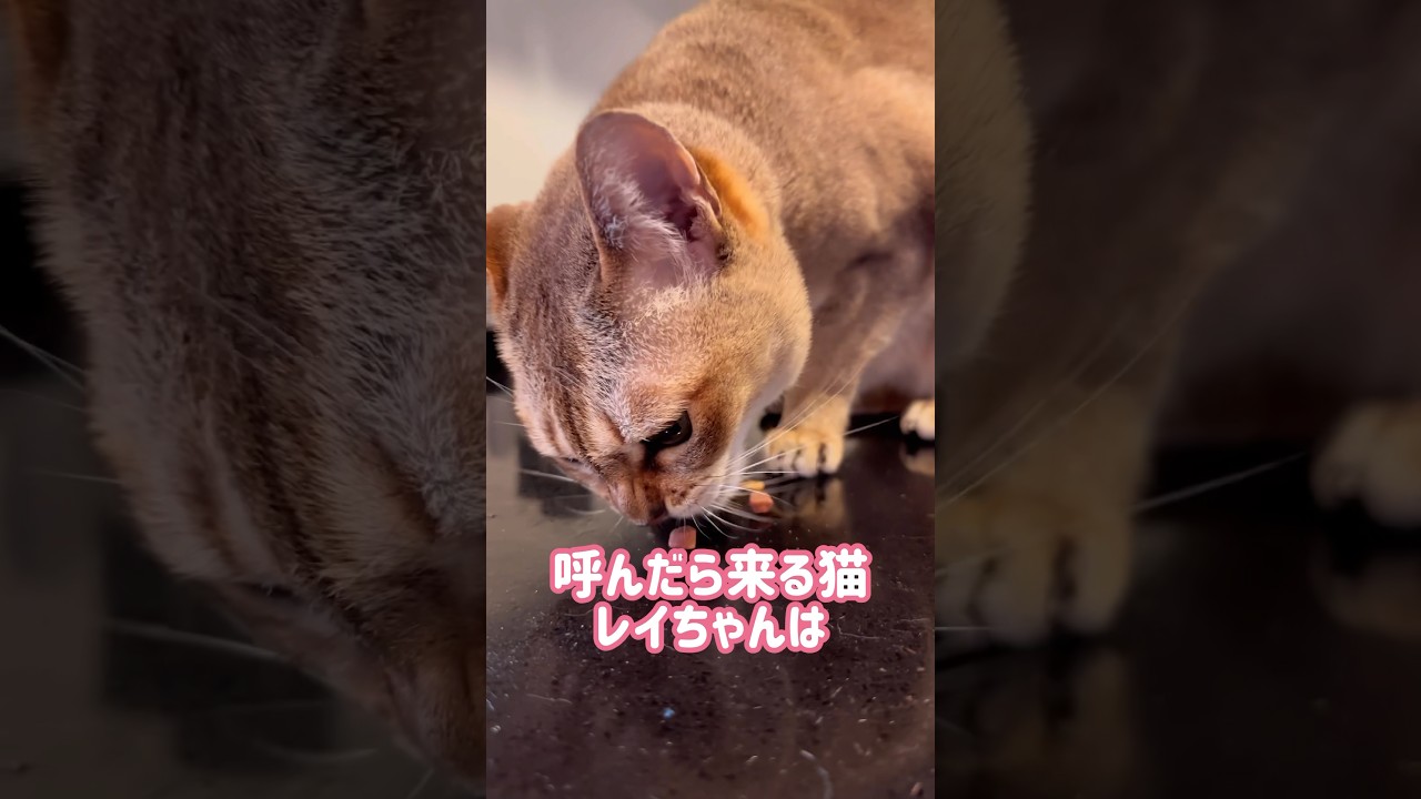 ソファーがお気に入りのレイちゃん #シンガプーラ #cat #shorts