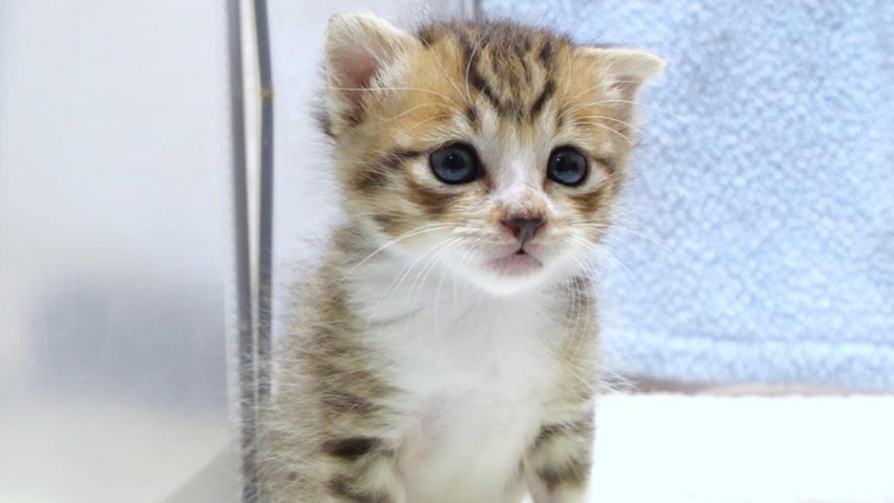 ひとりで目覚めて寂しそうだった子猫は相棒の姿を見つけて嬉しそうに遊びだしました【赤ちゃん猫　保護猫】