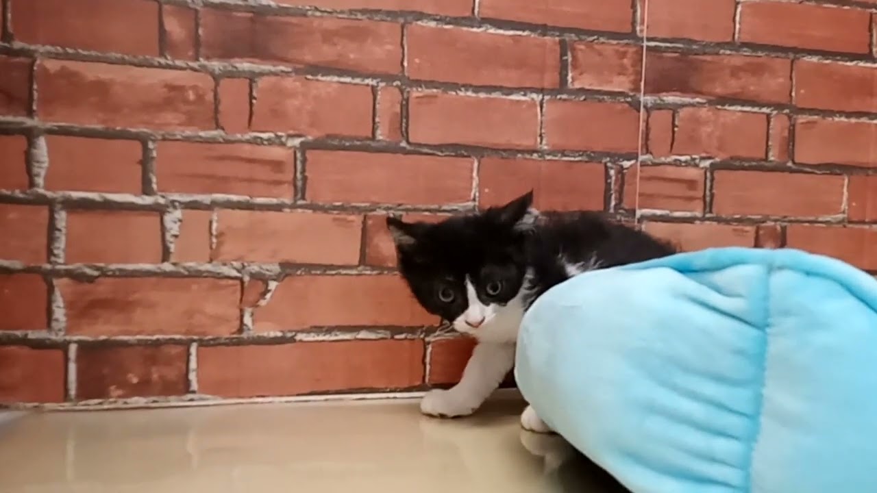 686839 セルカークレックス