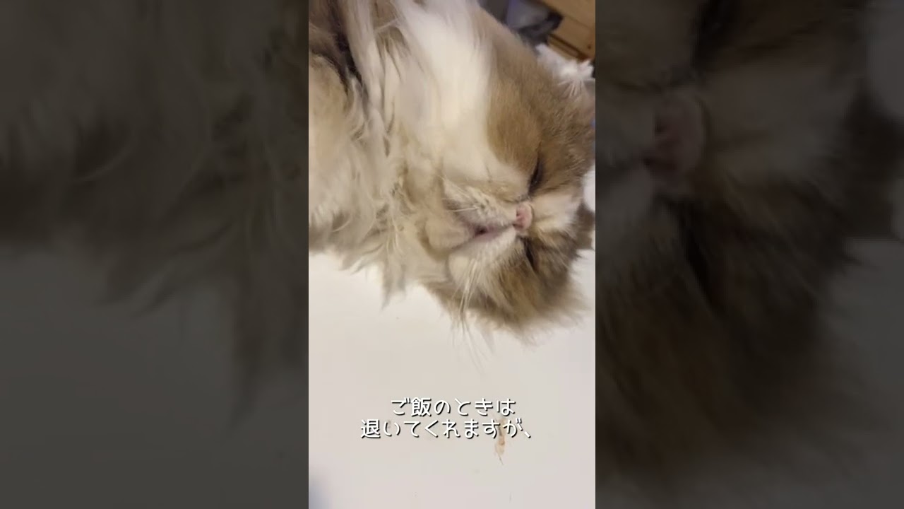 【ペルシャ猫】はやくもバテています🌞 #shorts