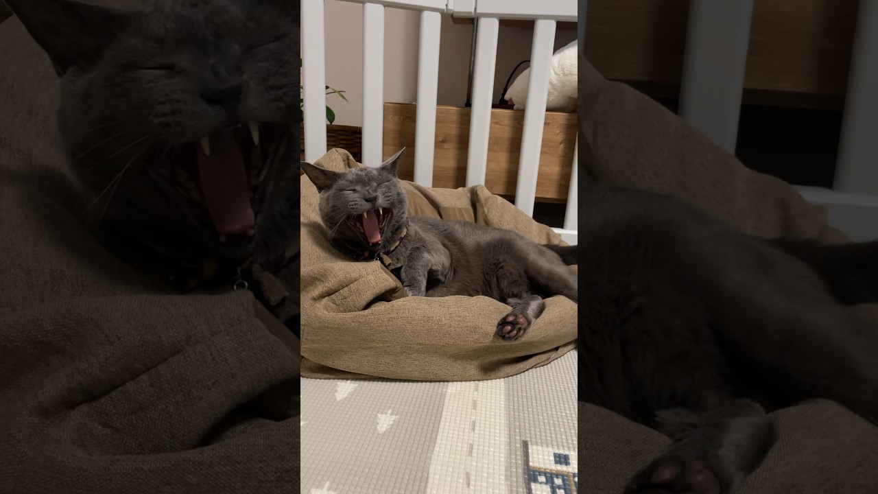 今日のあくび_ 20240810 #shorts #cat #ロシアンブルー #猫