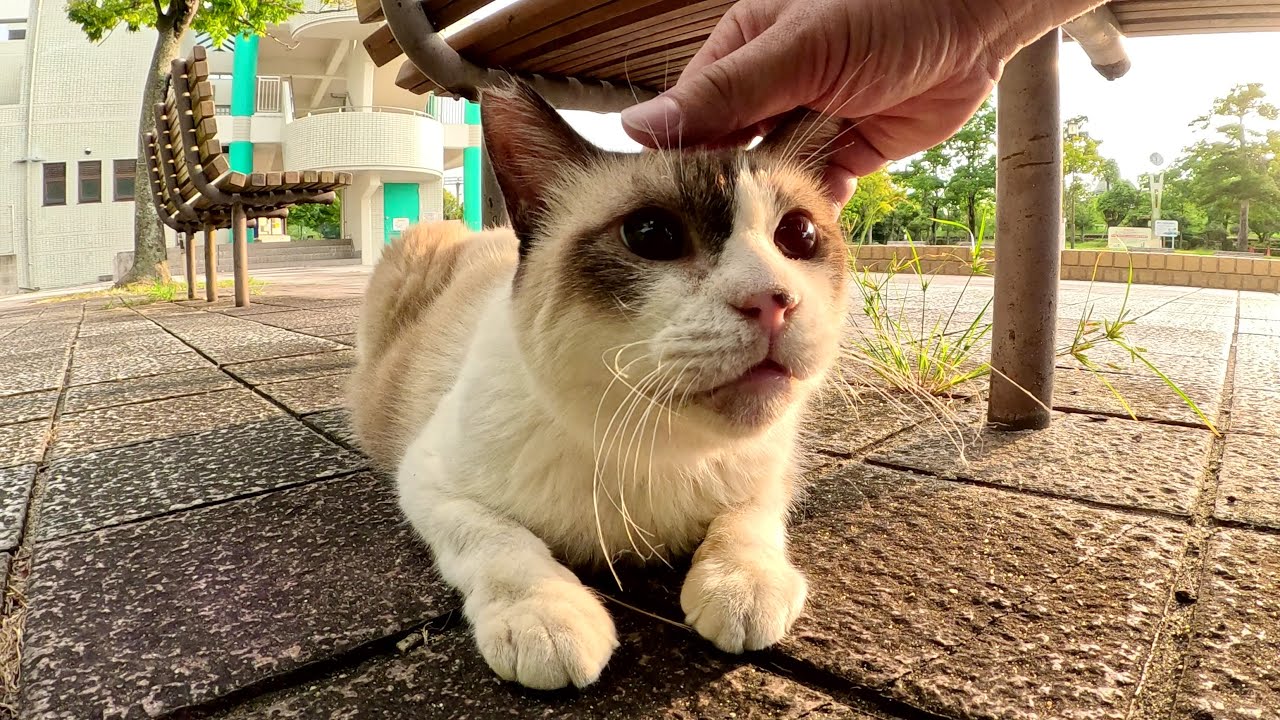 タヌキみたいなシャム猫をモフると目を丸くして警戒された