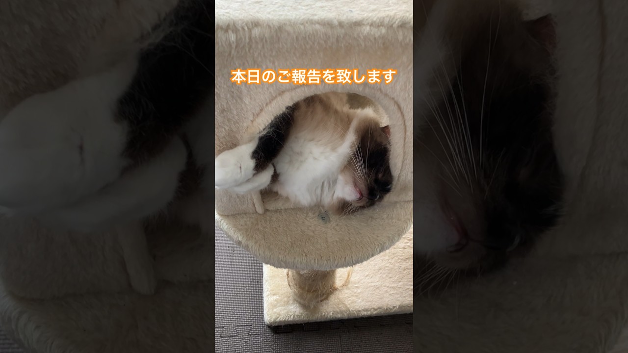 たぬきに似た猫の本日の報告 #ragdoll #cats #shorts #ラグドール  #猫のいる暮らし #報告 #ショート