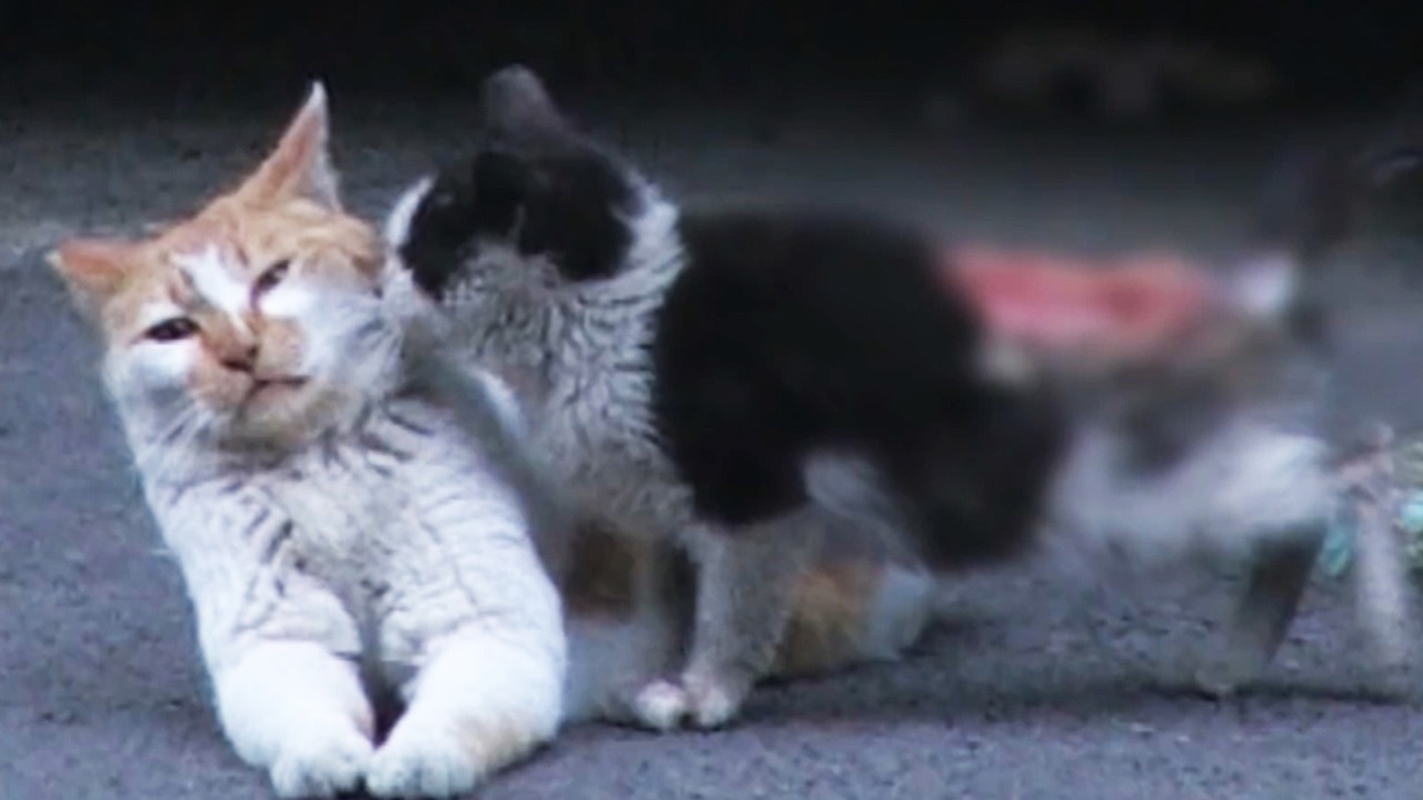 交通事故で母親を亡くした子猫。優しい野良猫に助けられたが、心の痛みと怪我はますます深刻になる！