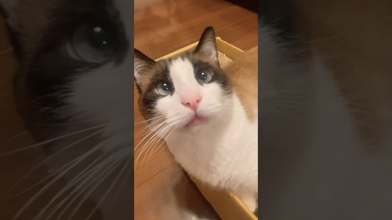 何もしない、ひゃっは〜〜！！何もしない日の猫最高 #shorts #ねこのいる生活 #スノーシュー猫