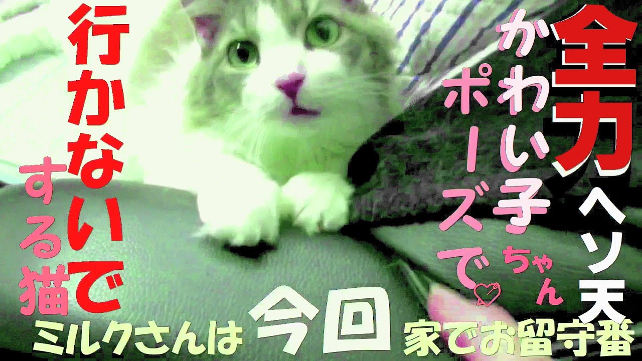 目指せモモ20歳～家で初めてのお留守番（飼い主の帰省宿泊を伴う）～帰省してクーラーを付けて寝たのは初めて　東北も驚きの暑さ＃猫の留守番