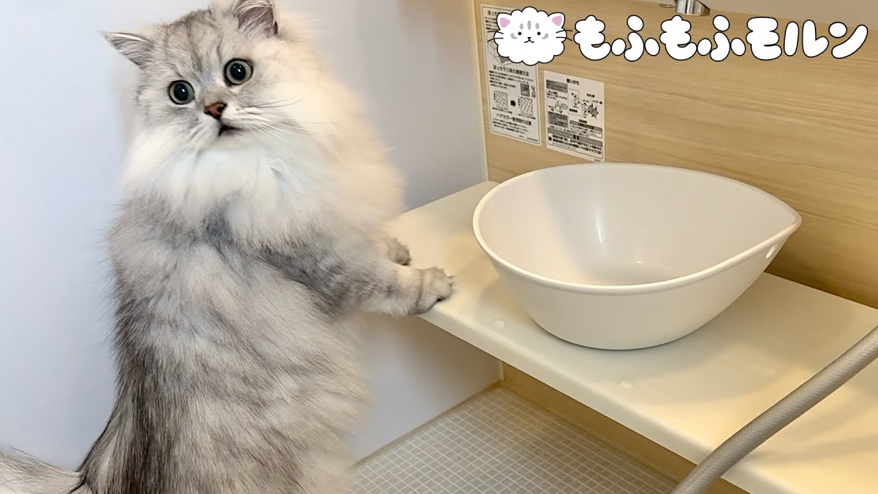 また久しぶりに猫のシャンプーをしてみると‥ 【サイベリアン】