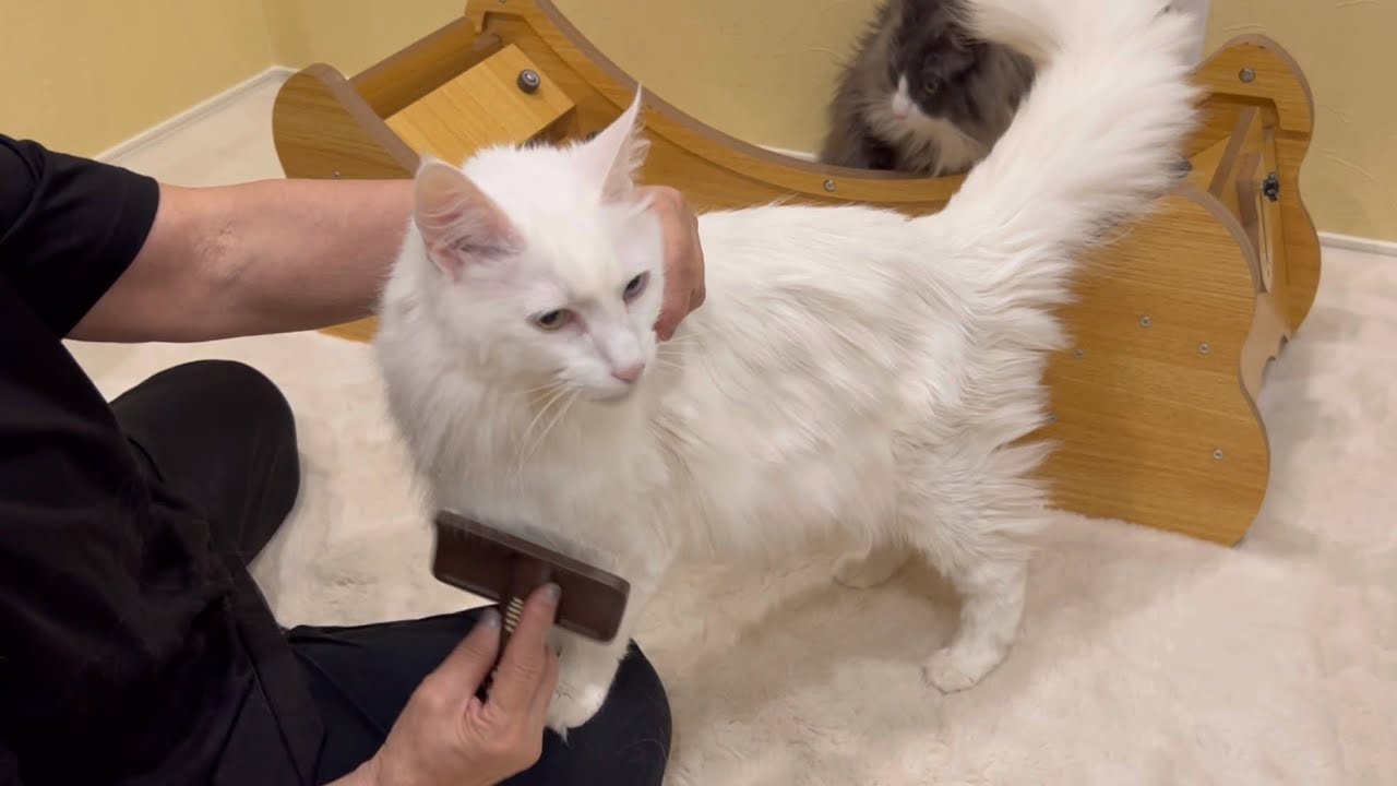 【かわいい❤️】お腹がチリチリなターキッシュアンゴラさんとばあばwww