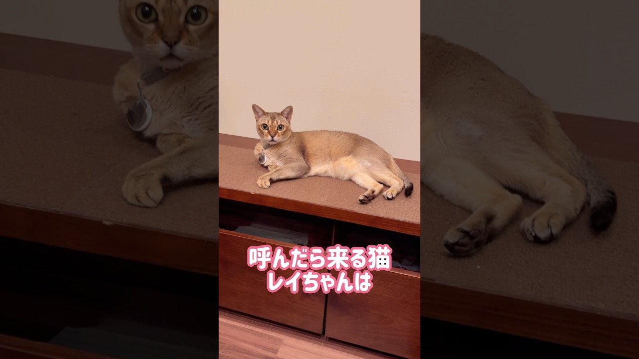 呼ばなくても来るレイちゃん #シンガプーラ #cat #shorts