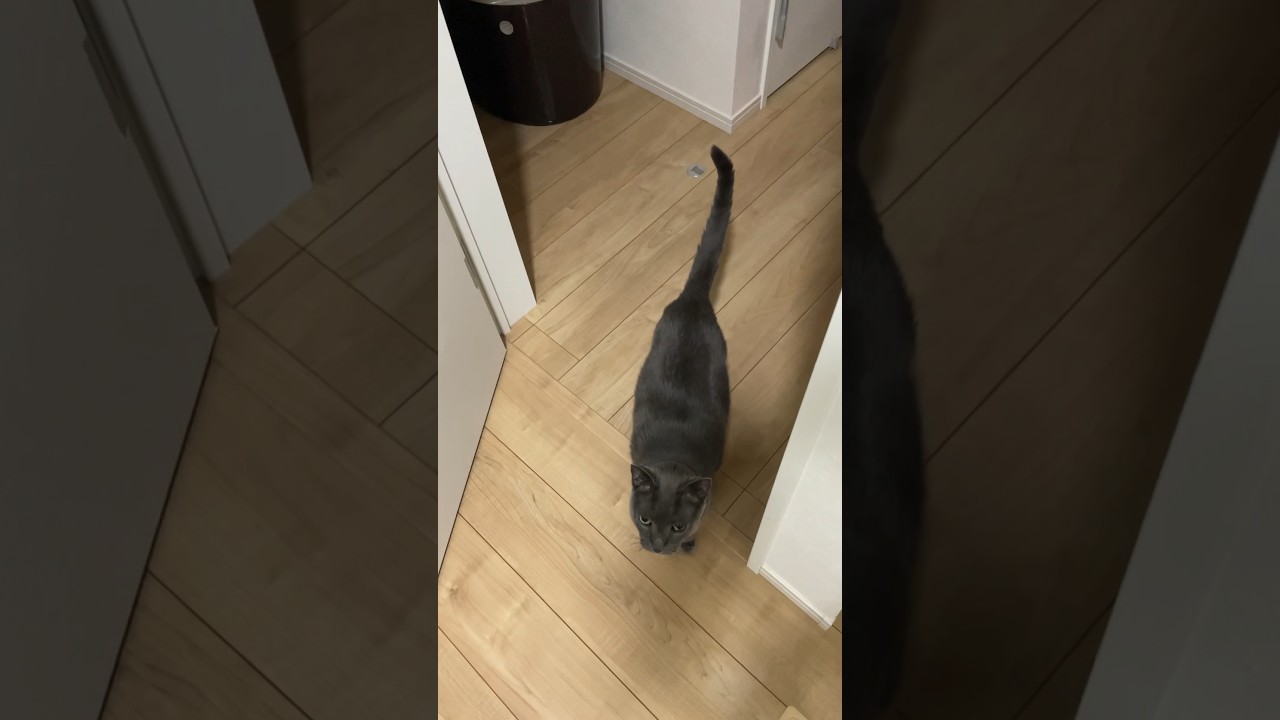 ワンワーン_20240808 #shorts #cat #ロシアンブルー #猫