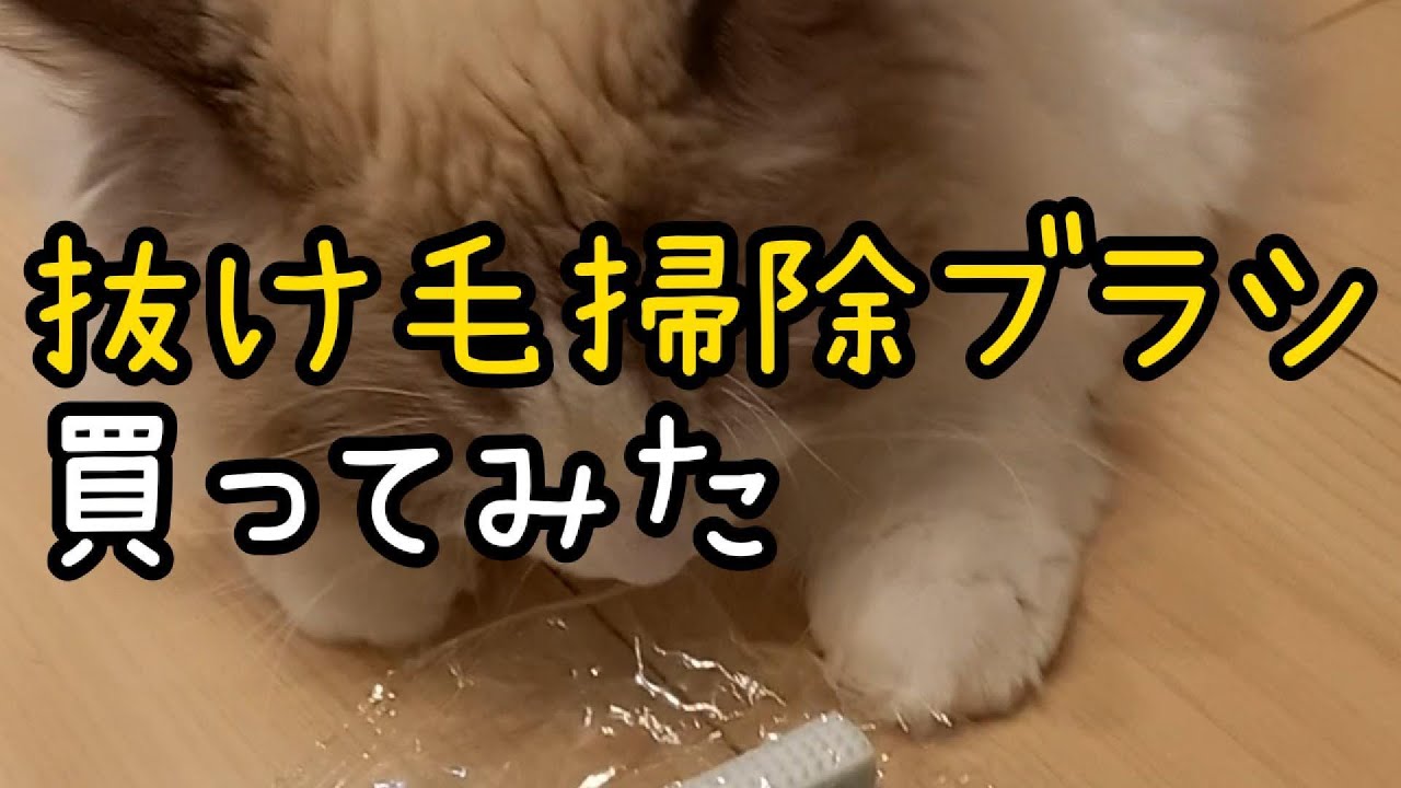 抜け毛掃除ブラシ買ってみた #cat #ラグドール #猫のいる暮らし #猫