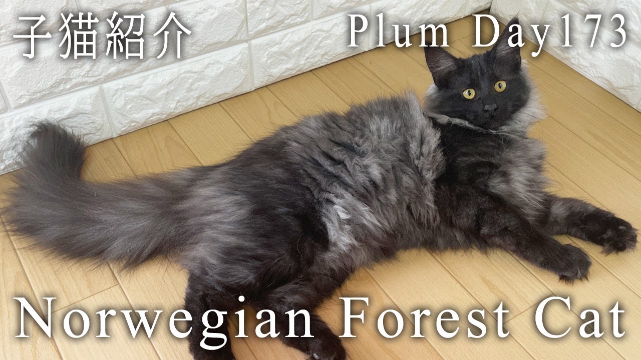 ノルウェージャンフォレストキャット 子猫 プラム 173日目