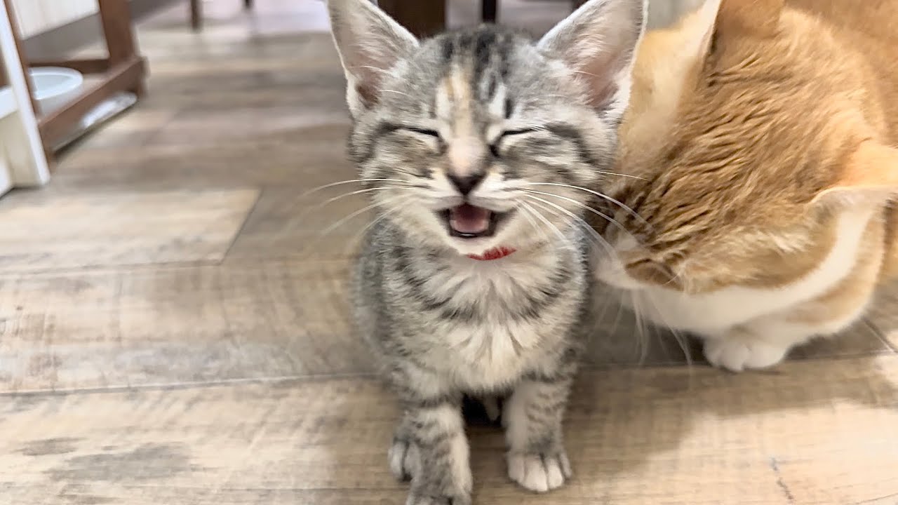 腹減りコールが可愛すぎる子猫【かぐ告兄妹日記#39】Kittens making cute noises when they are hungry.