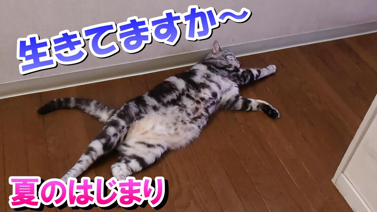 生きてるのか心配になるひっくり返りっぷり（アメリカンショートヘア）