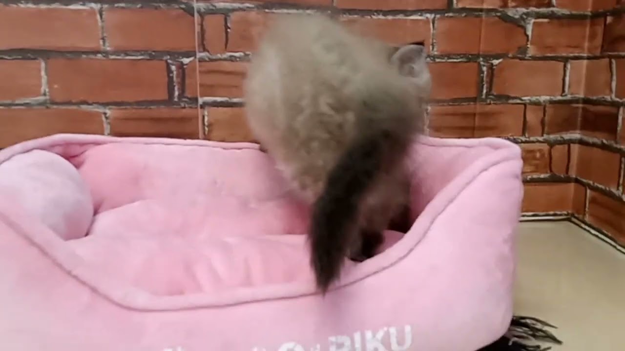 686829 ヒマラヤン