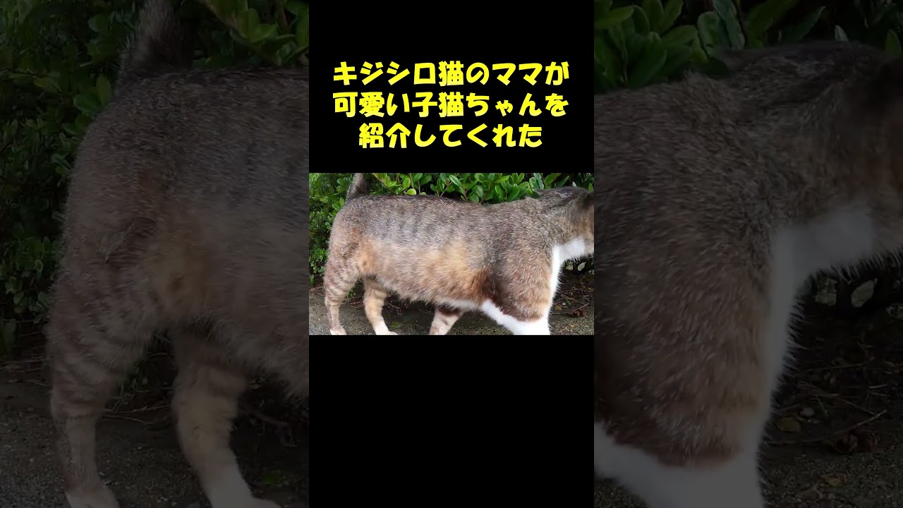キジシロ猫のママが可愛い子猫ちゃんを紹介してくれた #猫 #野良猫 #cat