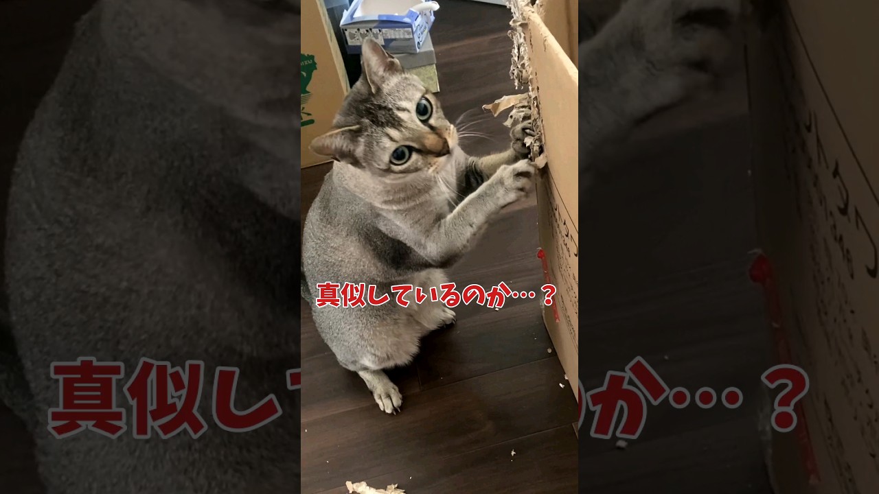 【猫動画】一生懸命、主の真似をする姿に癒されました。 #猫 #かわいい猫 #シンガプーラ #shorts