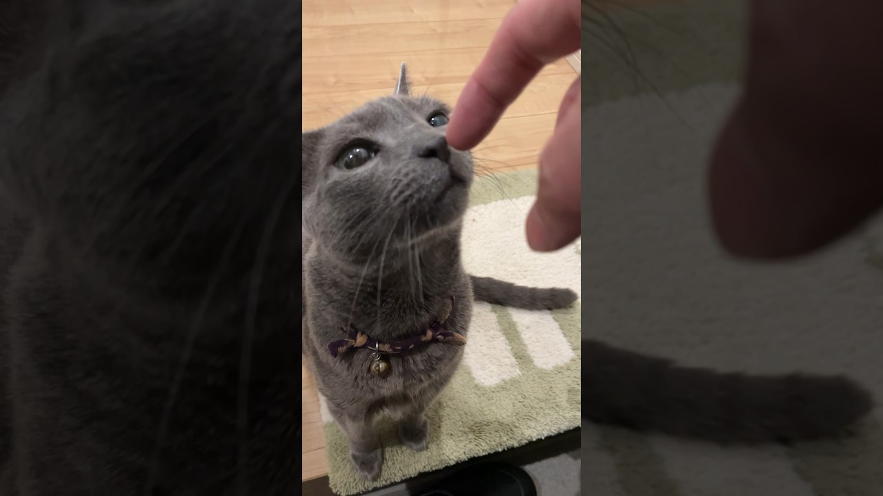 20240815 #shorts #cat #ロシアンブルー #猫