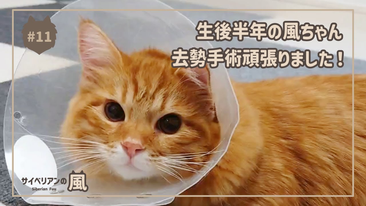 【#11】生後半年の風ちゃん去勢手術頑張りました！【サイベリアンの男の子】