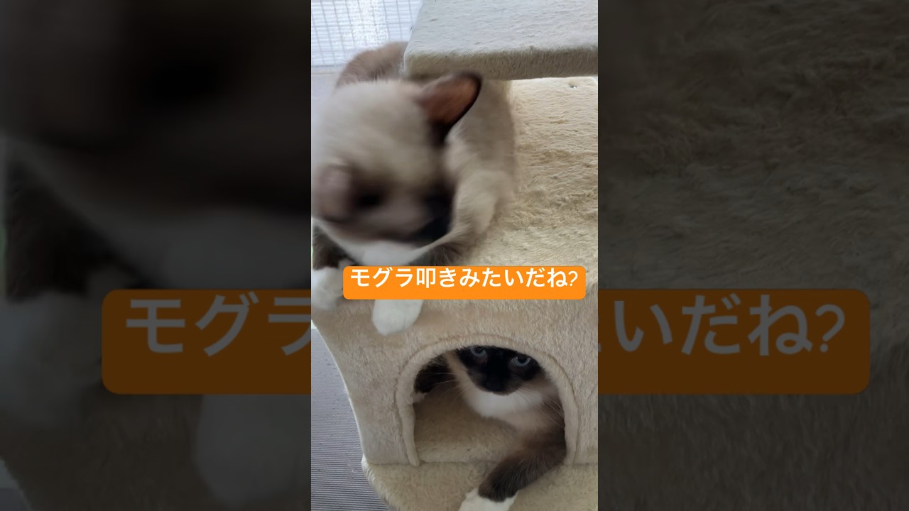 ラグドールのたぬきみたいな猫達 #short #アニメ #cat #shortvideo  #catbreed #ragdoll #ラグドール #shorts #cattype #ragdolls