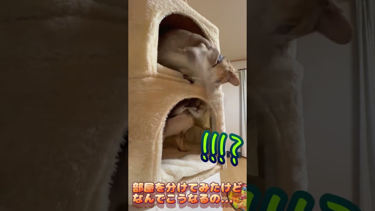 ご近所トラブル？　#shorts #cat #シンガプーラ #chat #cute #funny #relax #ねこ #癒し