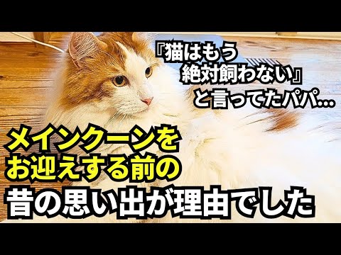 猫は絶対飼わないと言っていたパパ。その理由とは...【大型猫メインクーンを飼うまで悩んだ理由】