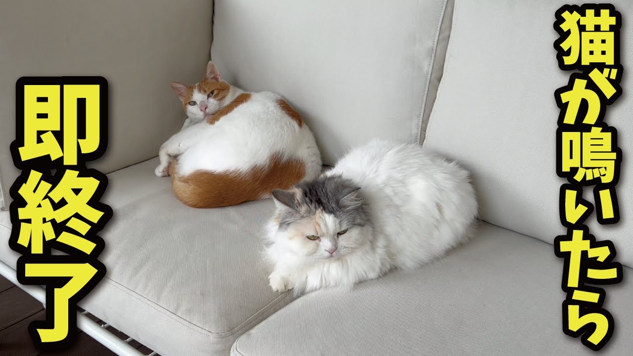 トラブルメーカーの奥さんが猫が鳴いたら即終了生配信にチャレンジします【関西弁でしゃべる猫】【猫アテレコ】