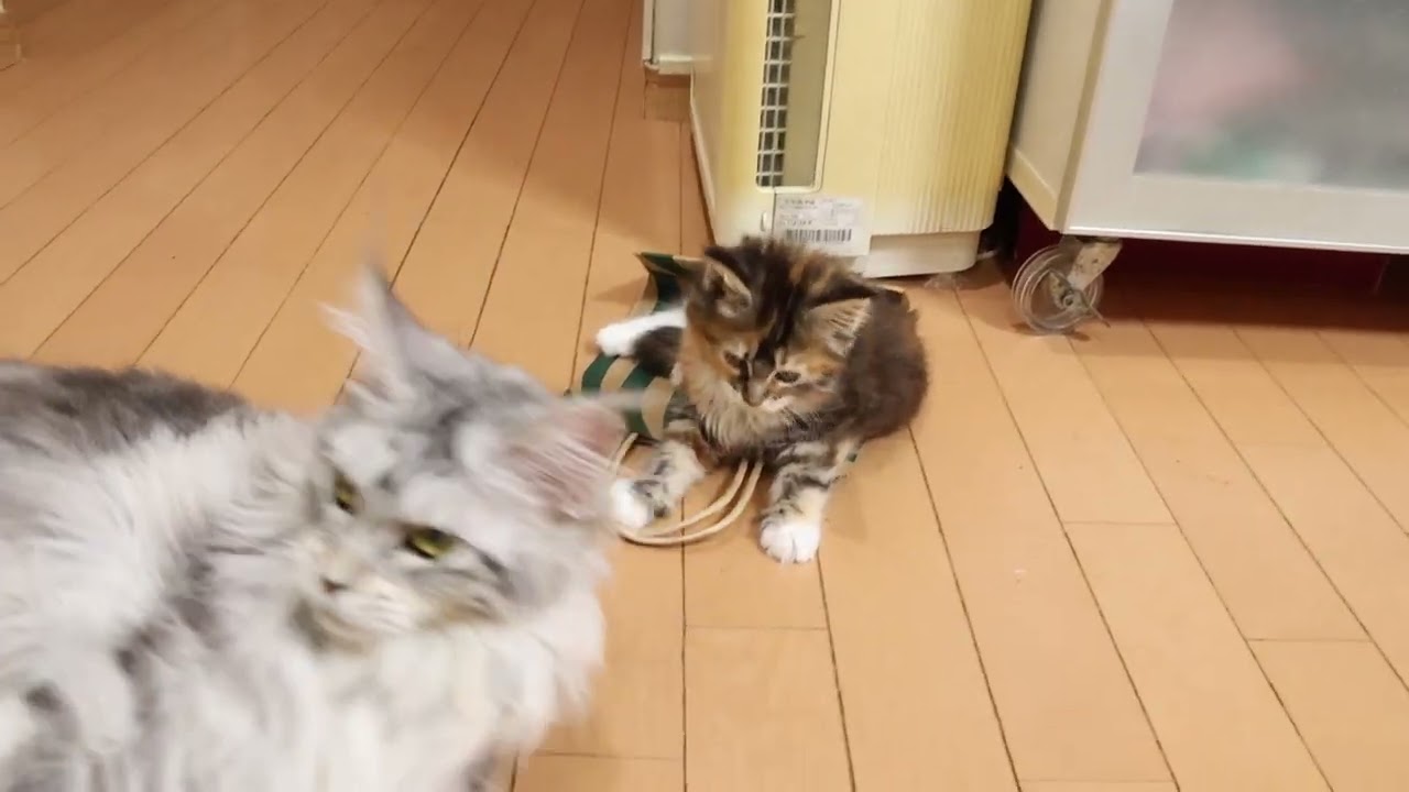 大人猫と遊ぶメインクーン子猫