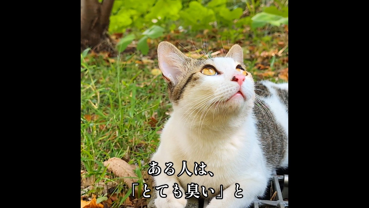 異臭 -issue-【ネコが演じる 都市伝説 58】#shorts #猫 #ねこ