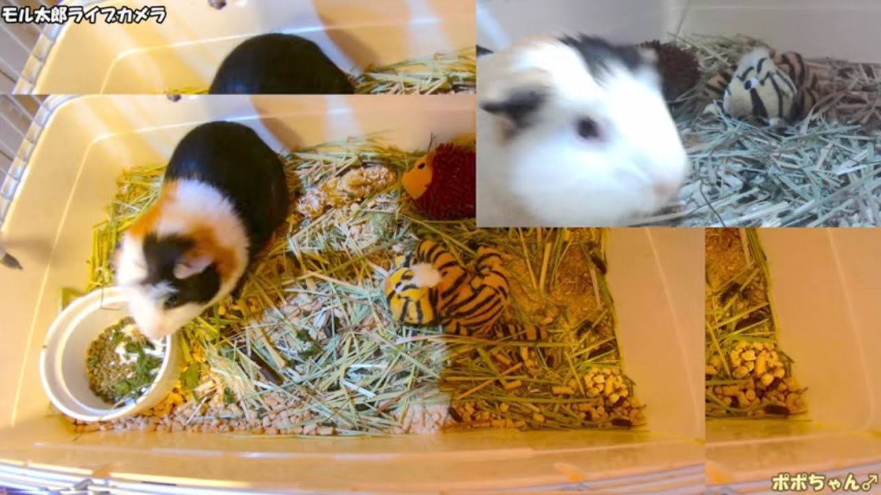モル太郎ライブカメラ（お試し）guinea pig  !!