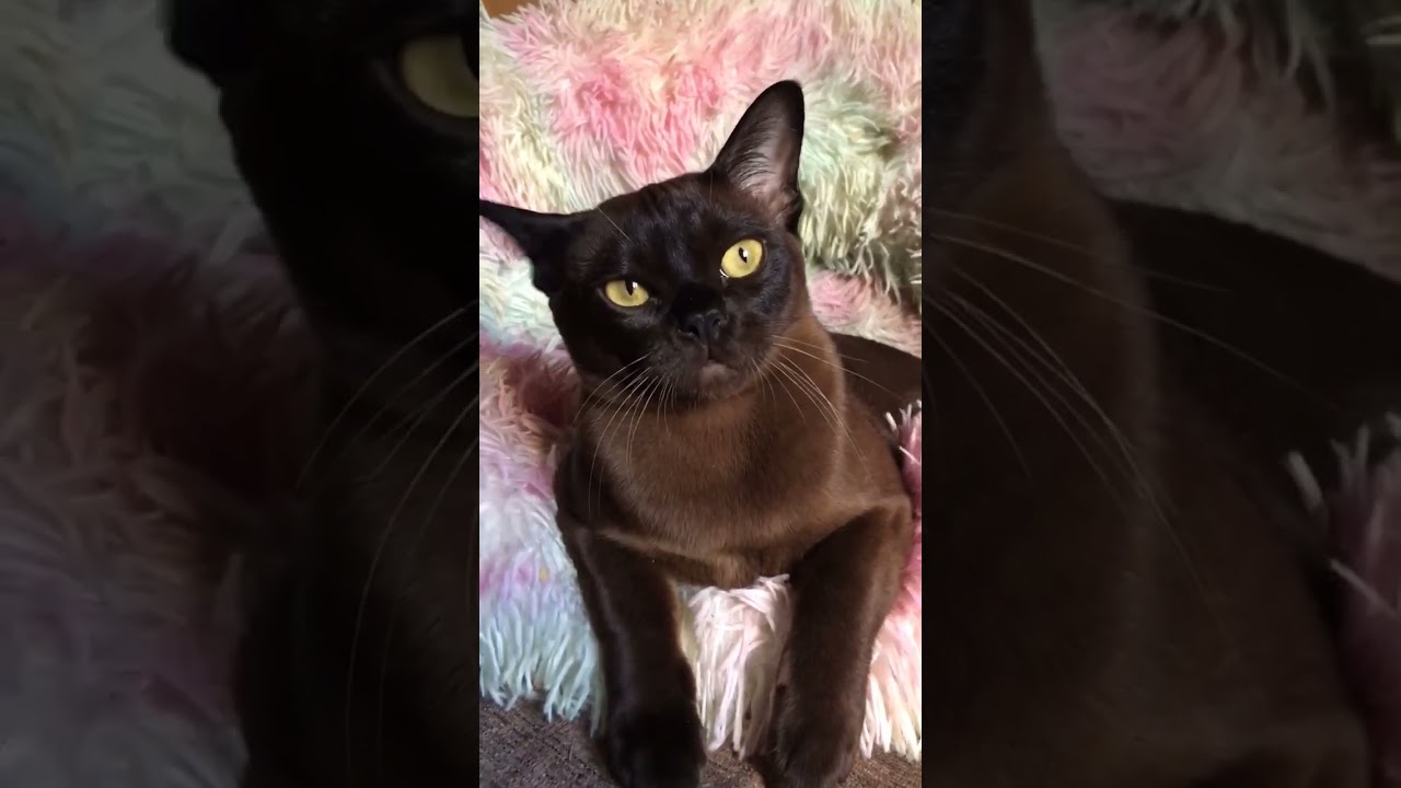 Cornelius 3
