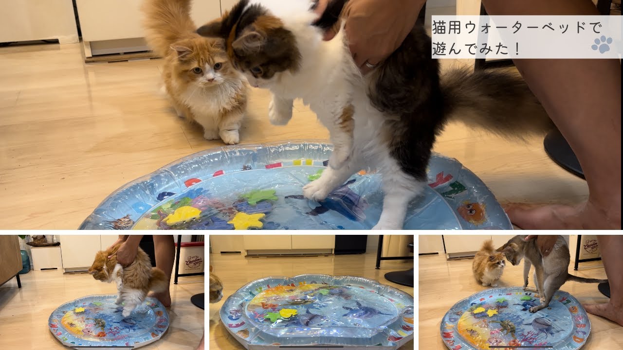 ウォーターベッドでマンチカンの子猫と遊んでみたら可愛すぎた！