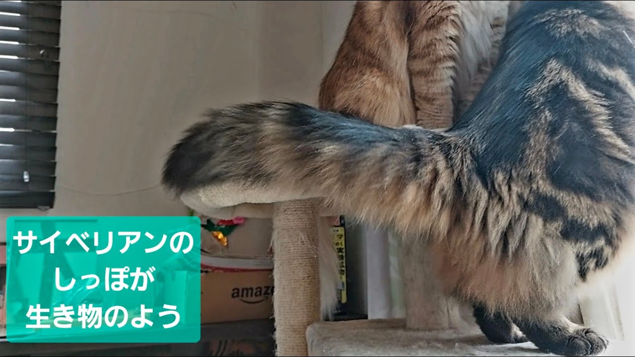 虫をみつけたサイベリアンのしっぽがブンブンブンブン！ #リオン #サイベリアン #猫のいる暮らし