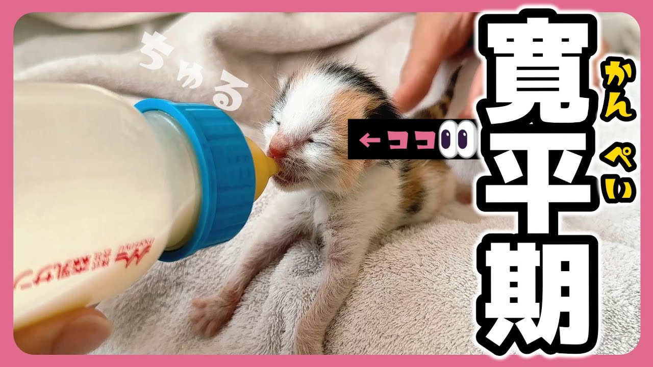 【赤ちゃん猫とミルク】こんなつぶらな目でミルクを飲まれたら・・・子猫の目が開いてきたよ【保護猫生活2日目】
