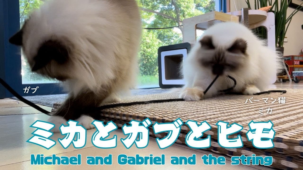 バーマン猫ミカとガブ【ミカとガブとヒモ】Michael and Gabriel and the string（バーマン猫）Birman/Cat