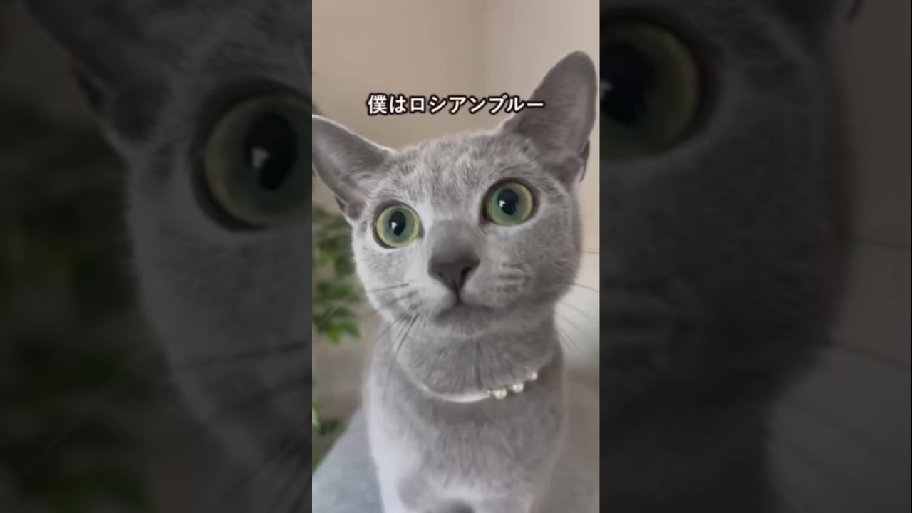ロシアンブルーの可愛さがわかる1分解説
