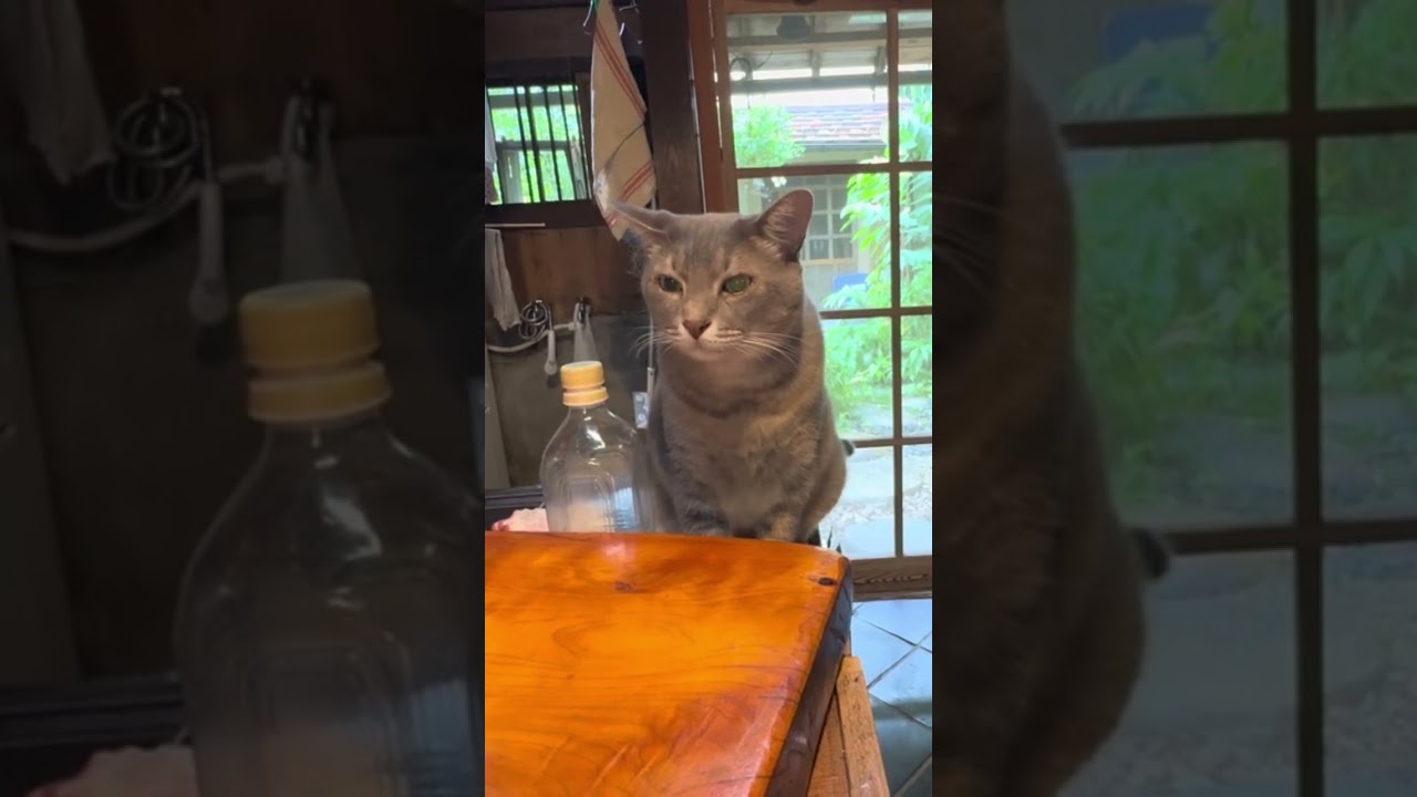 ウェットフードを一袋食べても..  まだ何か物足りない猫・・・