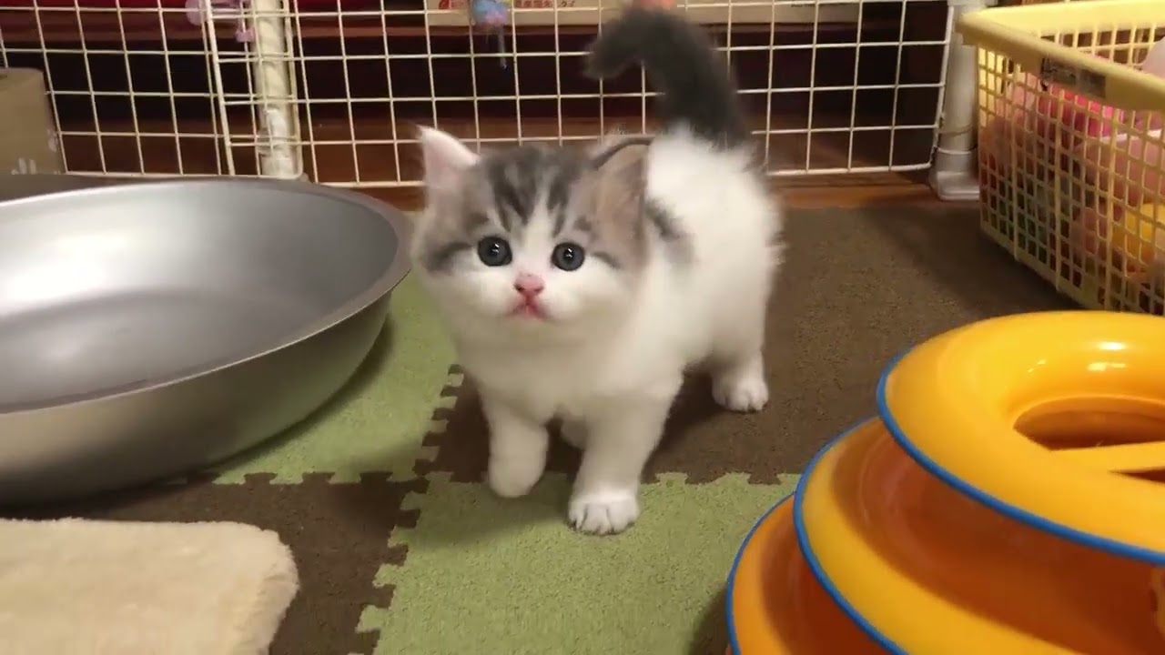 スコティッシュフォールド めちゃくちゃ元気な、長男君